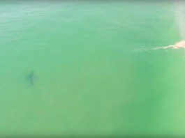 drone surfeur+requin