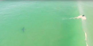 drone surfeur+requin