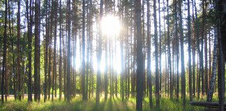 Forêt Ile de France